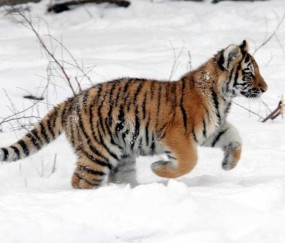  吉林东北虎多点开花击溃天津先行者